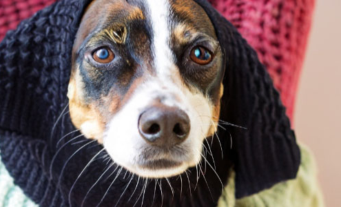 Sick dog wearing a sweater