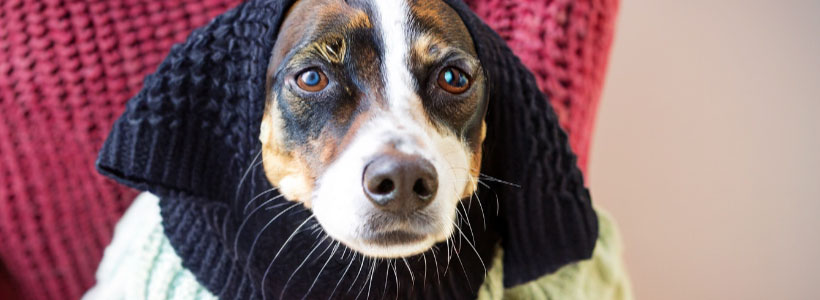Sick dog wearing a sweater